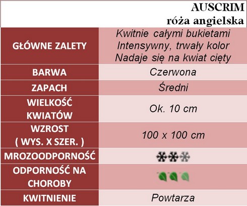 Auscrim róże angielskie gł. zal